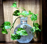 ROUND GLASS VASE WITH ARTIFICIAL MONEY PLANT-LARGE